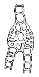 Fissidens  integerrimus, leaf cross-section, region of vaginant and dorsal laminae. Drawn from J.E. Beever 66-51, AK 200555.
 Image: R.C. Wagstaff © Landcare Research 2014 